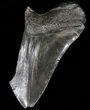 Partial Megalodon Tooth - South Carolina #39257-1